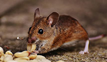 24 Hour & Emergency Exterminators in Westerly, RI